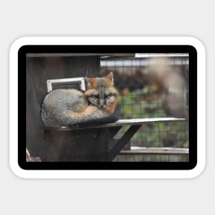 Grey Fox Sticker